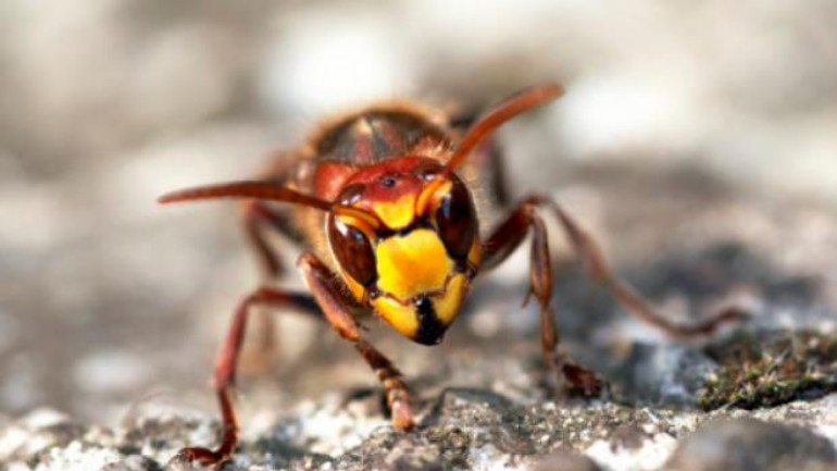 رجل هولندي يلقى حتفه في فرنسا بسبب قرصات دبور كبير الحجم