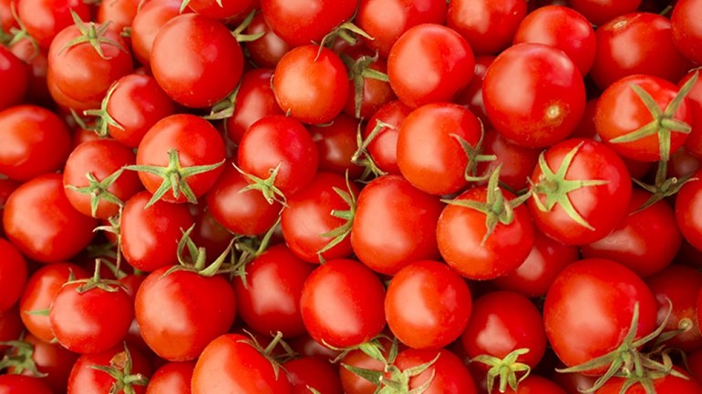 إلى محبي الطماطم - الملايين من الطماطم المجانية في أمستردام