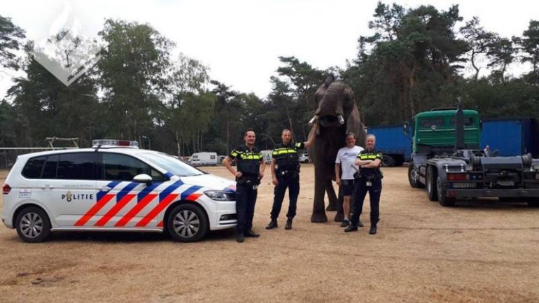 السكان المصدومين في Ommen يناشدون الشرطة - هناك فيل يرعى في حديقة منزلنا