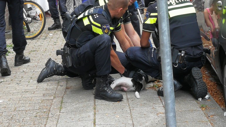 كلب بيتبول عدواني يهاجم امرأة ويسبب لها عدة جروح في روتردام زويد