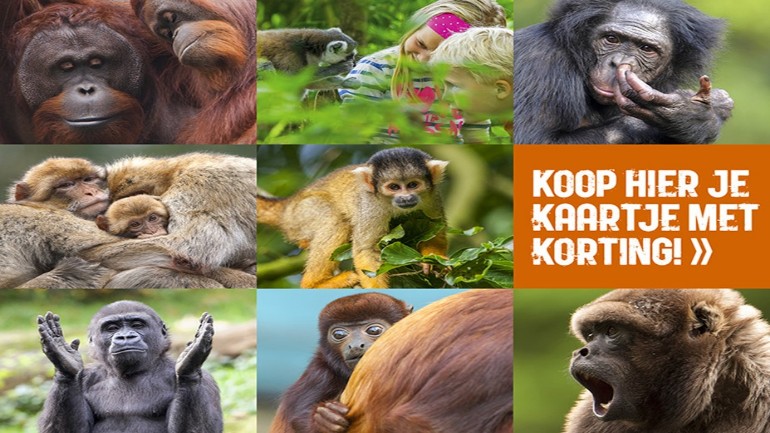 تخفيض من 22,50 يورو إلى 12,50 يورو - اكتشف منتزه Apenheul مع مئات القرود الحرة في أبلدورن