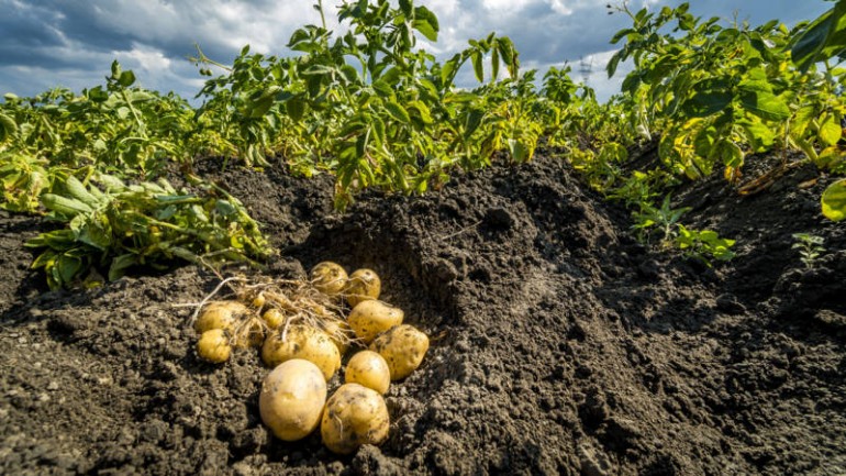 بسبب الحر والجفاف الذي واجهته هولندا - ارتفاع كبير في سعر البصل والبطاطا ستكون أصغر