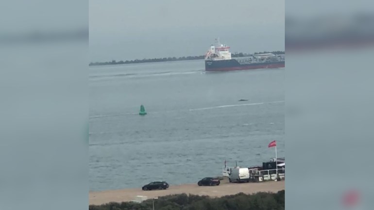 بالفيديو - رصد الحوت الأحدب الضخم في ميناء روتردام
