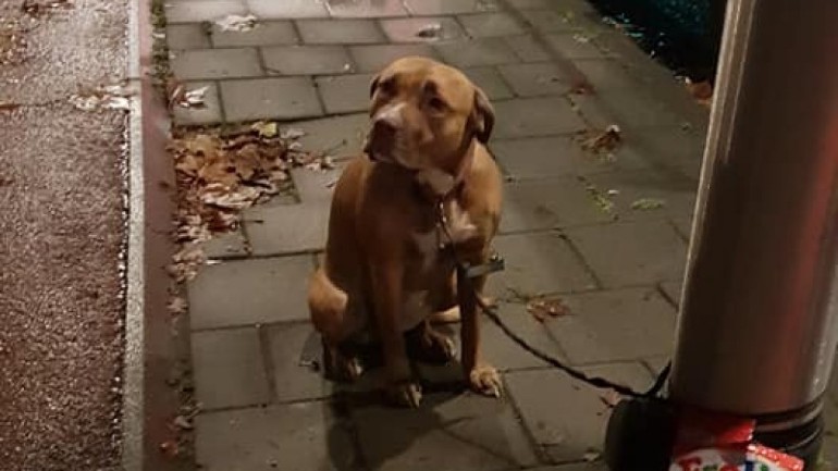 استياء من محبي الحيوانات في هولندا بعد أن قام شاب بترك كلبه في الشارع بتيلبورخ