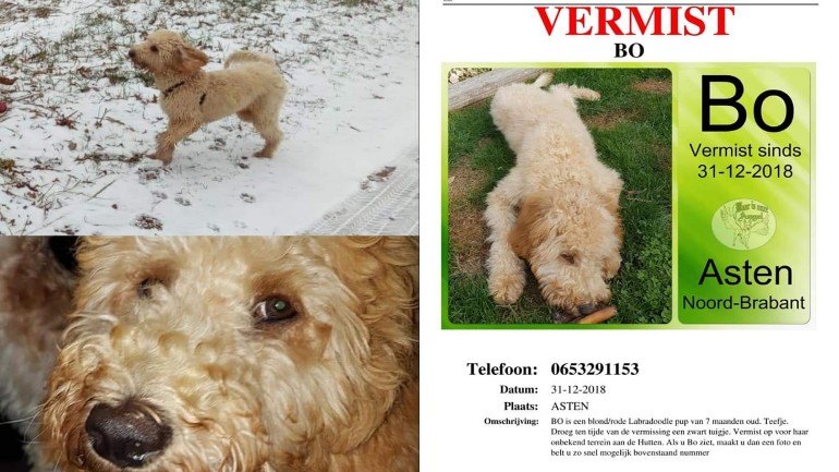مالك كلب مفقود في Asten بشمال بربانت يعرض مكافأة 1000 يورو لمن يجده