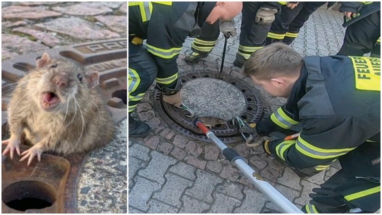 فريق الإطفاء ينقذ جرذ في ألمانيا: لافرق بين حيوان وآخر حتى لو كان جرذ