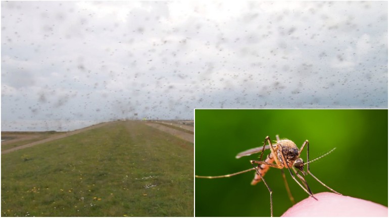 المليارات من البعوض تسبب الإزعاج في منطقة السد Afsluitdijk بين فريسلاند وشمال هولندا 
