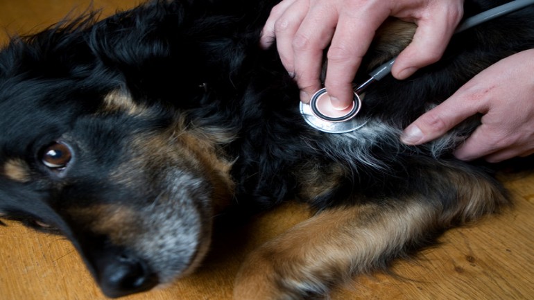 هيئة سلامة الغذاء وحماية المستهلك الهولندية تحذر من مرض خطير يصيب الكلاب ليس له علاج سوى الموت
