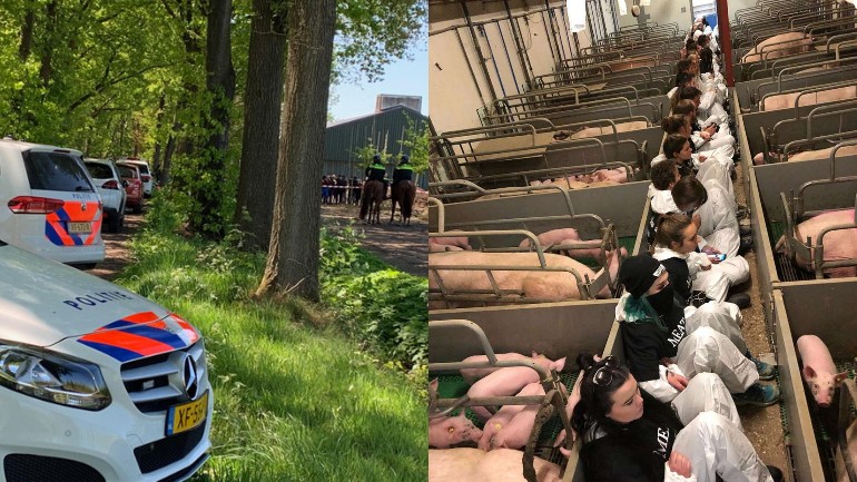 نشطاء حقوق الحيوان يحتلون مزرعة خنازير هولندية للفت الانتباه إلى معاناة الحيوانات