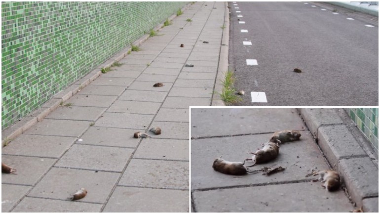 ظاهرة غريبة: مئات الفئران تسقط ميتة يوميا على طريق في فريزلاند شمال هولندا