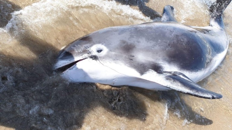 أنثى دلفين تفارق الحياة بعد قليل من وصولها لشاطيء دانهاخ