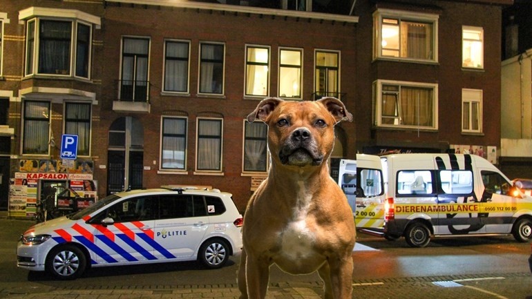 اصابة امرأة بجروح خطيرة بعد مهاجمتها من ثلاث كلاب ستافورد في روتردام 