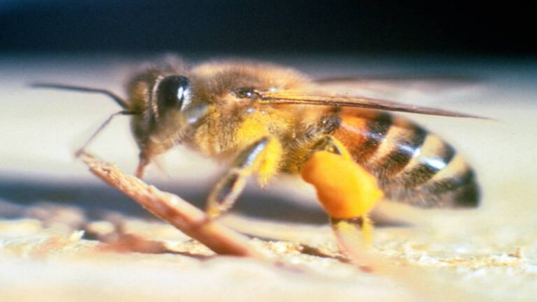 مقتل سائح هولندي واصابة ثلاثة أخرين بجروح جراء مهاجمتهم من النحل في تنزانيا