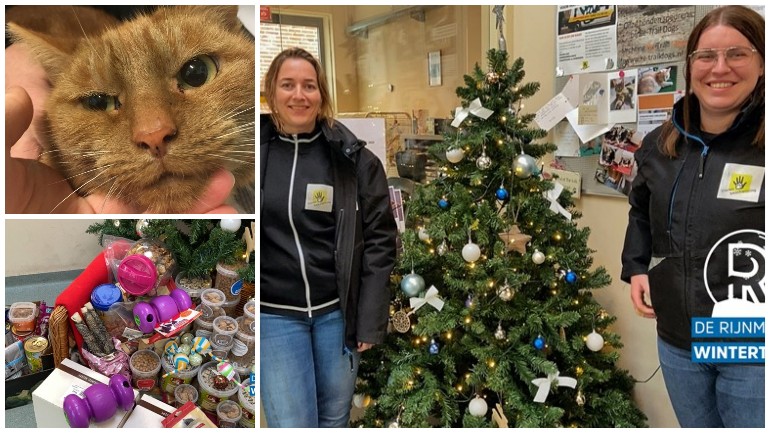 القط جوزيف يجد مكاناً للإحتفال بعيد الميلاد في ملجأ الحيوانات في فلاردينغن