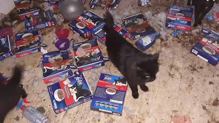 إزالة عدد 58 من القطط المهملة من منزل ملوث بشدة في كاتفايك بعد شكوى الجيران