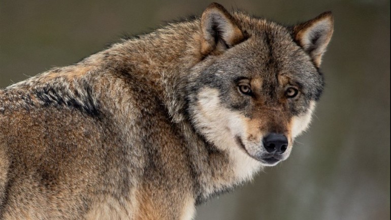 أثبتت اختبارات الحمض النووي أن ذئب قتل ستة أغنام في مقاطعة درينثي الهولندية