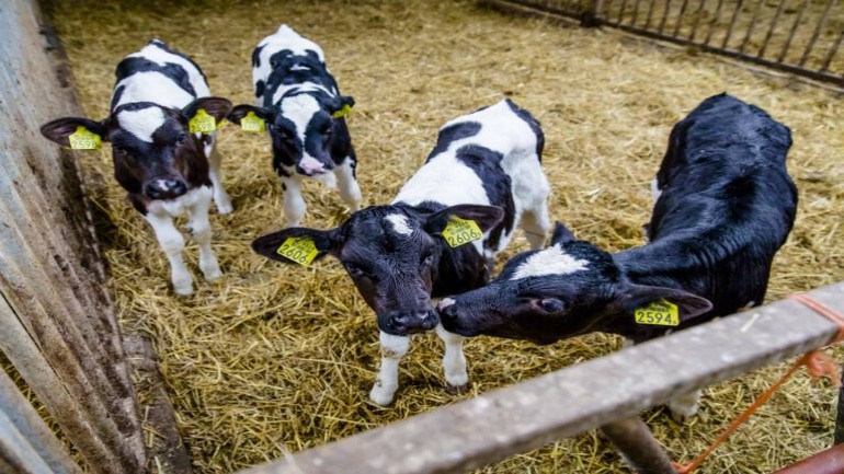 قطاع اللحوم في هولندا يحذر من فائض كبير بسبب اغلاق المطاعم خلال أزمة فيروس كورونا