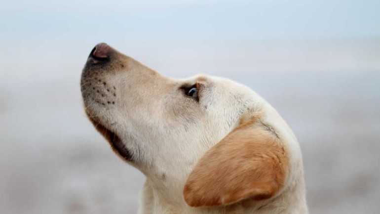 قد تتمكن الكلاب من شم رائحة الإصابة بفيروس كورونا حتى لو لم يكن هناك أعراض