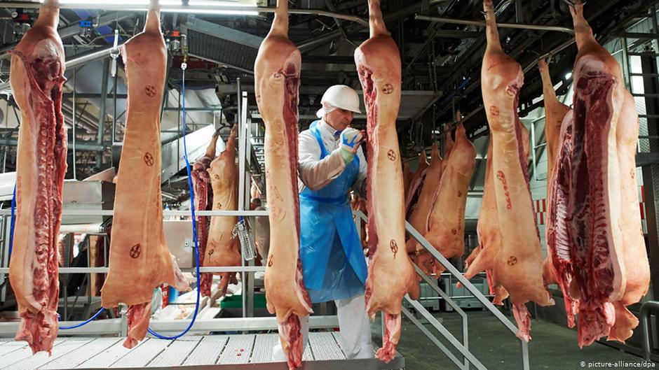 صناعة اللحوم الألمانية تتسبب في تفشي الفيروس