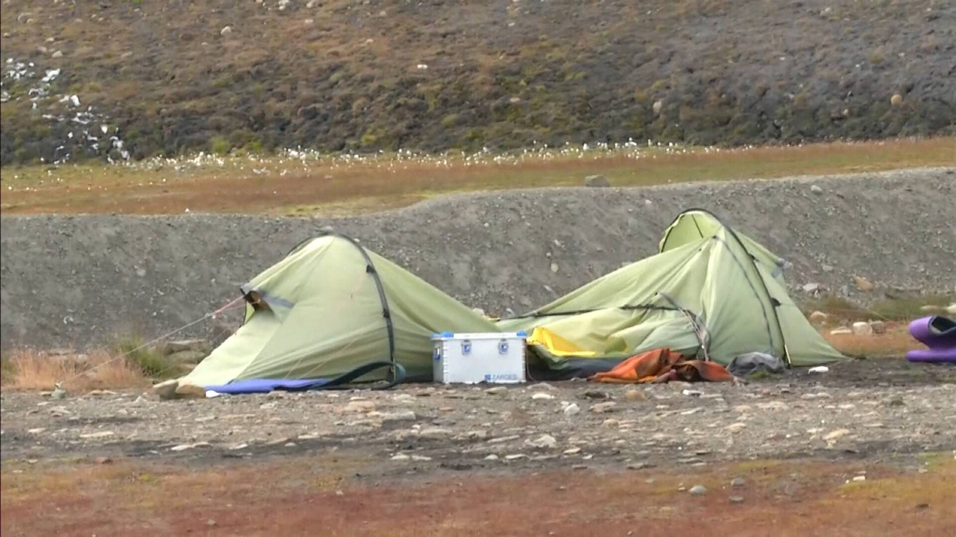 وفاة رجل هولندي في مخيم بالنرويج بعد هجوم دب قطبي عليه