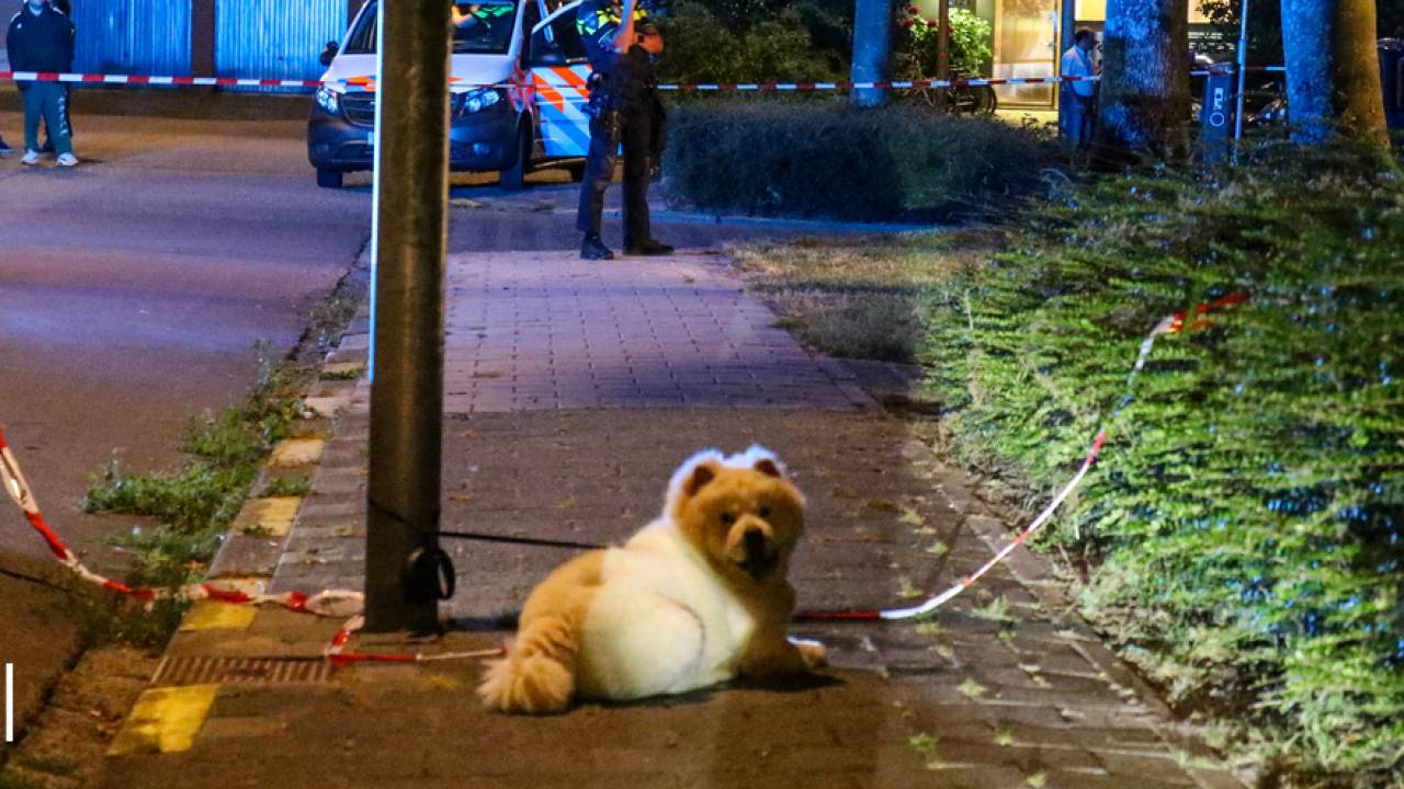 قُتل برصاصة بينما كان يمشي مع كلبه