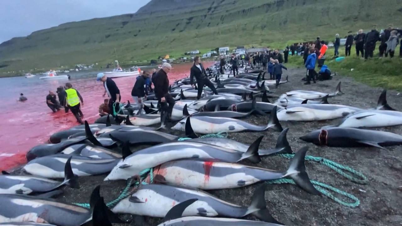 "لم يسبق أن قُتِل هذا العدد الكبير من الدلافين والحيتان التجريبية في مذبحة جزر فارو"