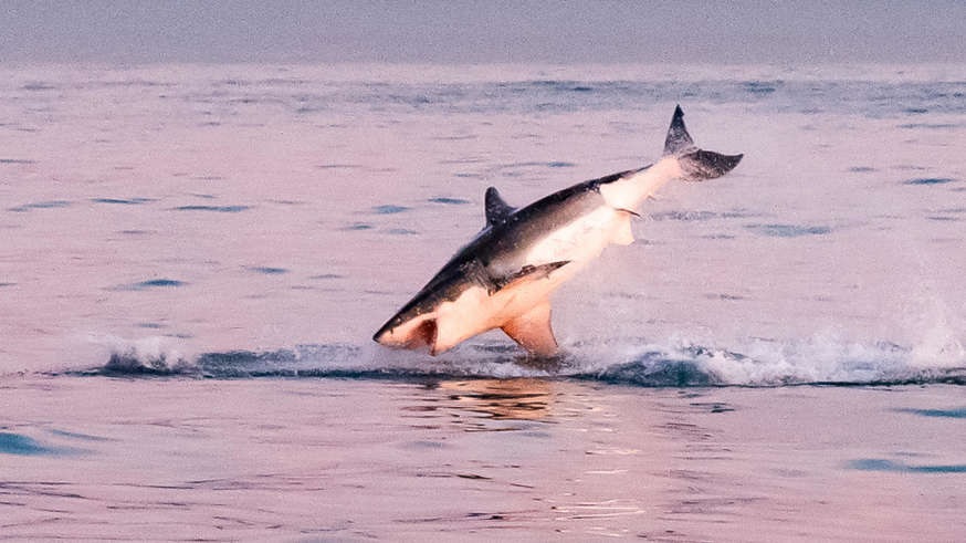 سيدني تغلق شواطئها بعد أول هجوم قاتل لأسماك القرش منذ 60 عاماً " لم يتم العثور على سوى بقايا بشرية "