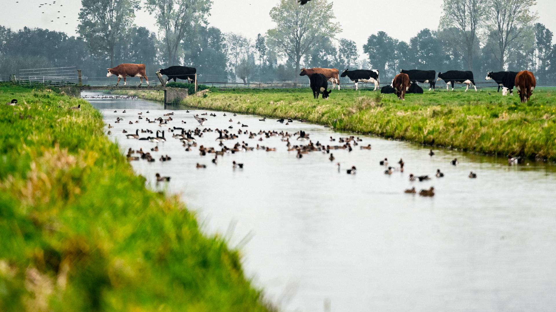 جودة المياه الهولندية غير مطابقة لمعايير جودة المياه الأوروبية