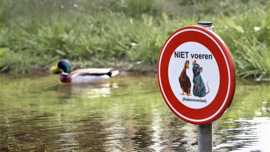 إطعام البط محظور في روتردام اعتباراً من الصيف