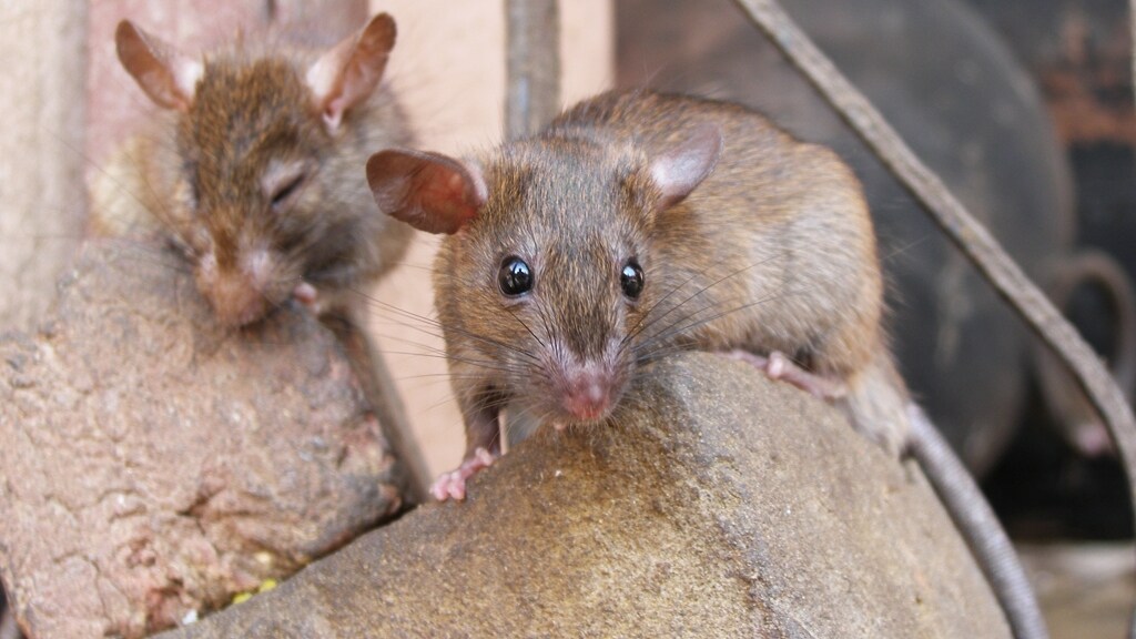 مقاومة الفئران والجرذان للمبيدات ممكن أنْ يؤدي إلى انتشار واسع لها في المناطق